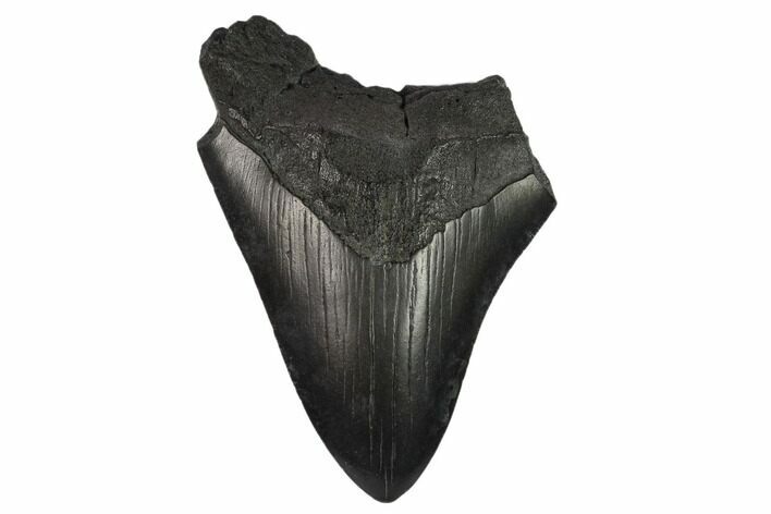 Bargain, Partial Megalodon Tooth - South Carolina #134292